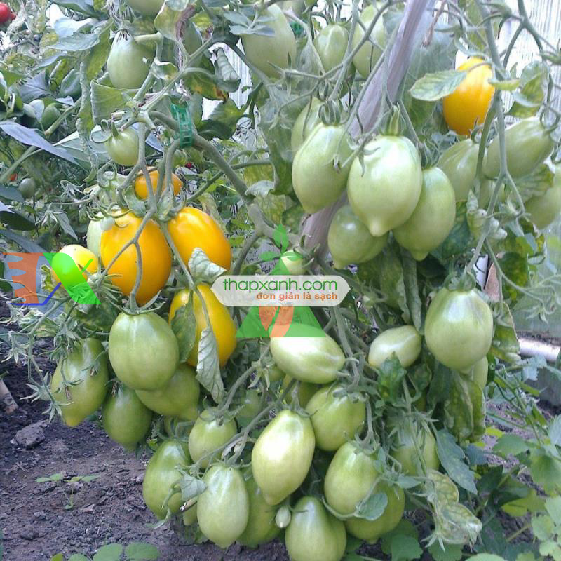 Hạt giống Cà Chua vàng (Cà Chua Chanh)
