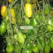 Ảnh của Hạt giống Cà Chua vàng (Cà Chua Chanh)