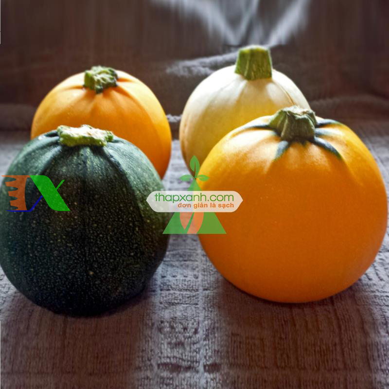Hạt giống Bí Ngồi tròn mix