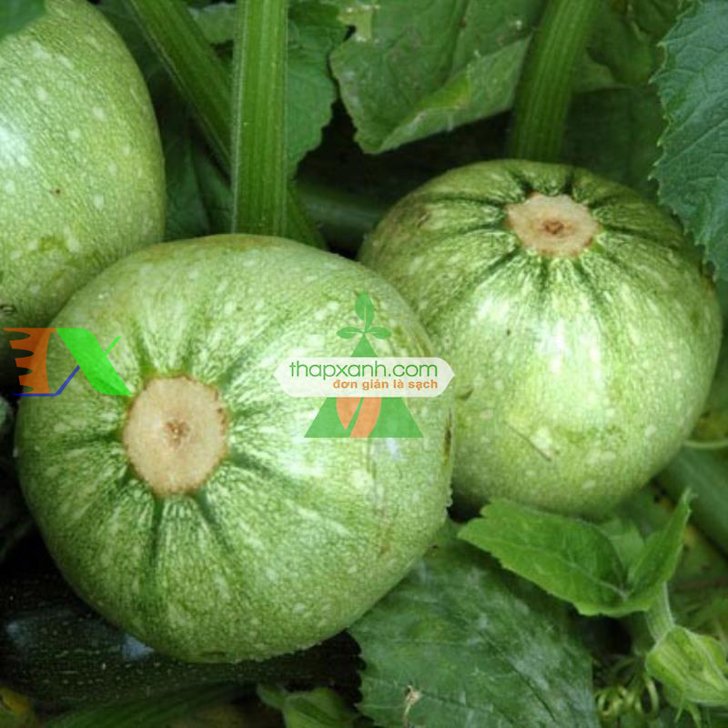 Hạt giống Bí Ngồi tròn mix