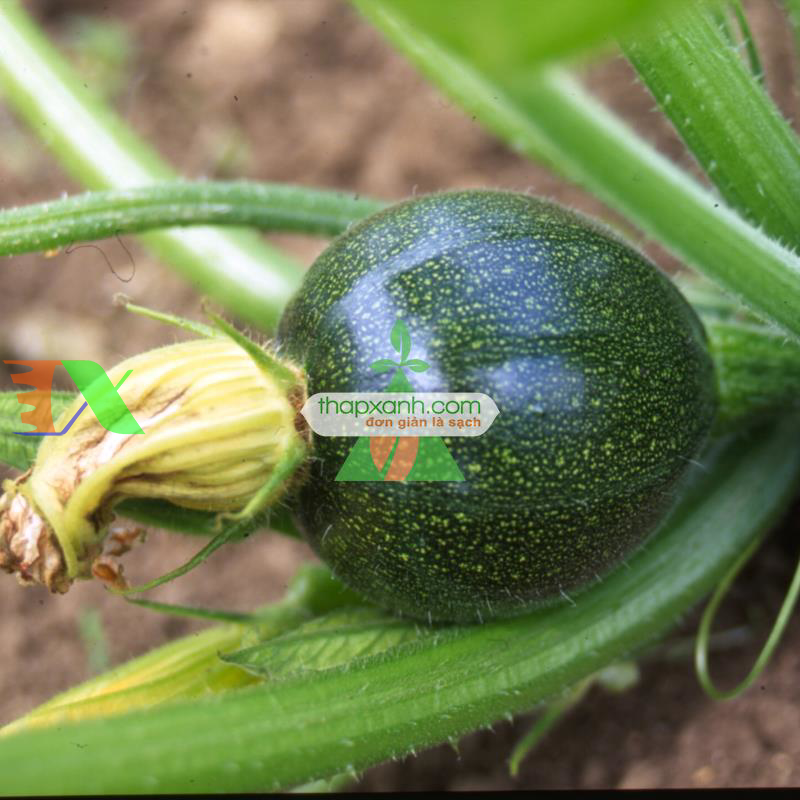 Hạt giống Bí Ngồi tròn mix