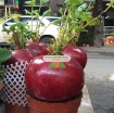 Gambar Hạt giống Củ Cải Đỏ Khổng Lồ