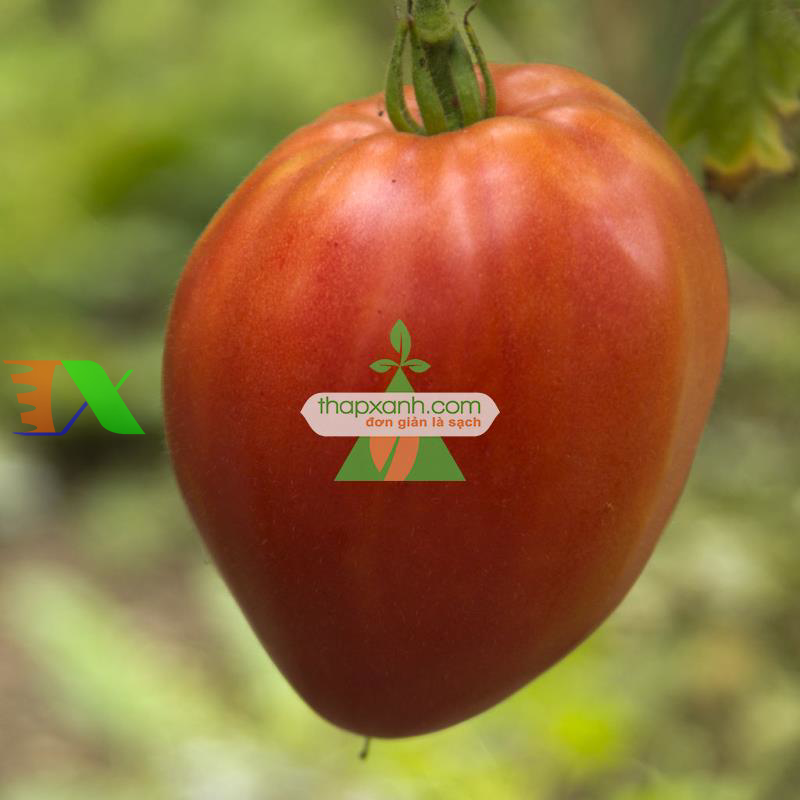 Hạt giống Cà Chua trái tim