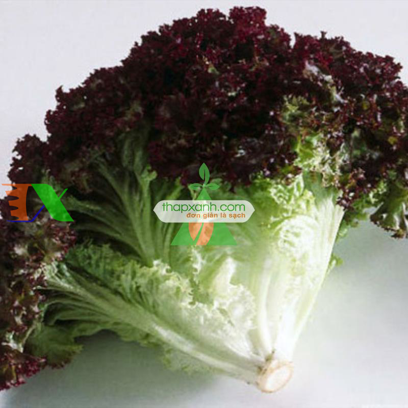 Hạt giống rau Xà Lách xoăn tím (Nga)
