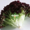 Gambar Hạt giống rau Xà Lách xoăn tím (Nga)