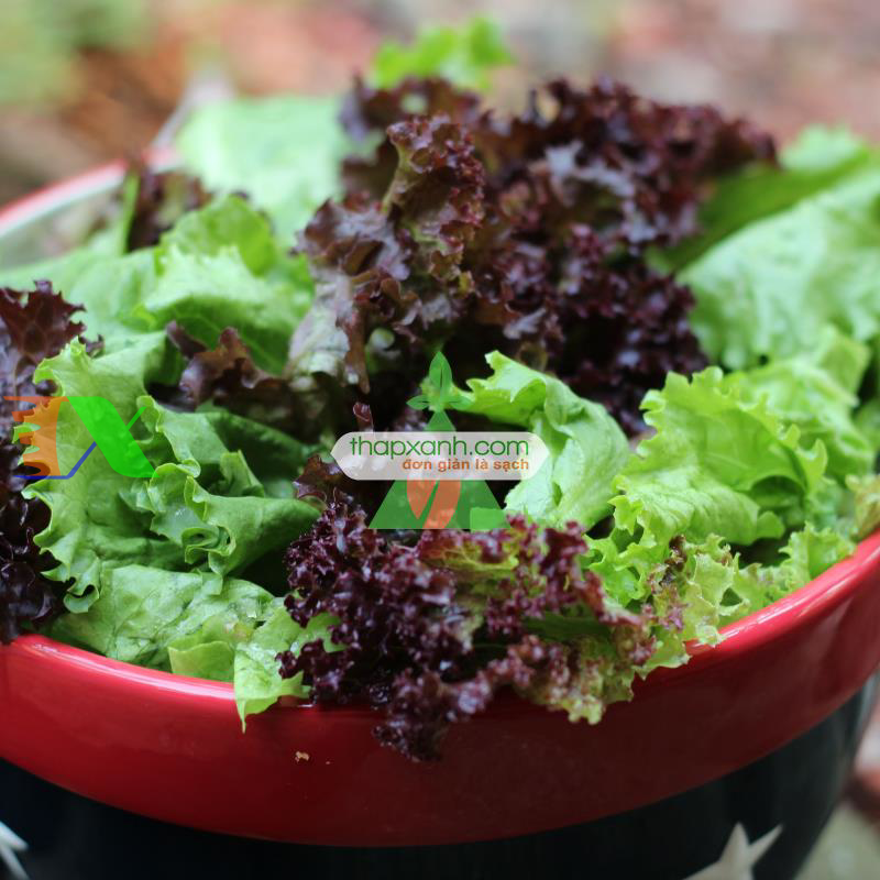 Hạt giống rau Xà Lách xoăn tím
