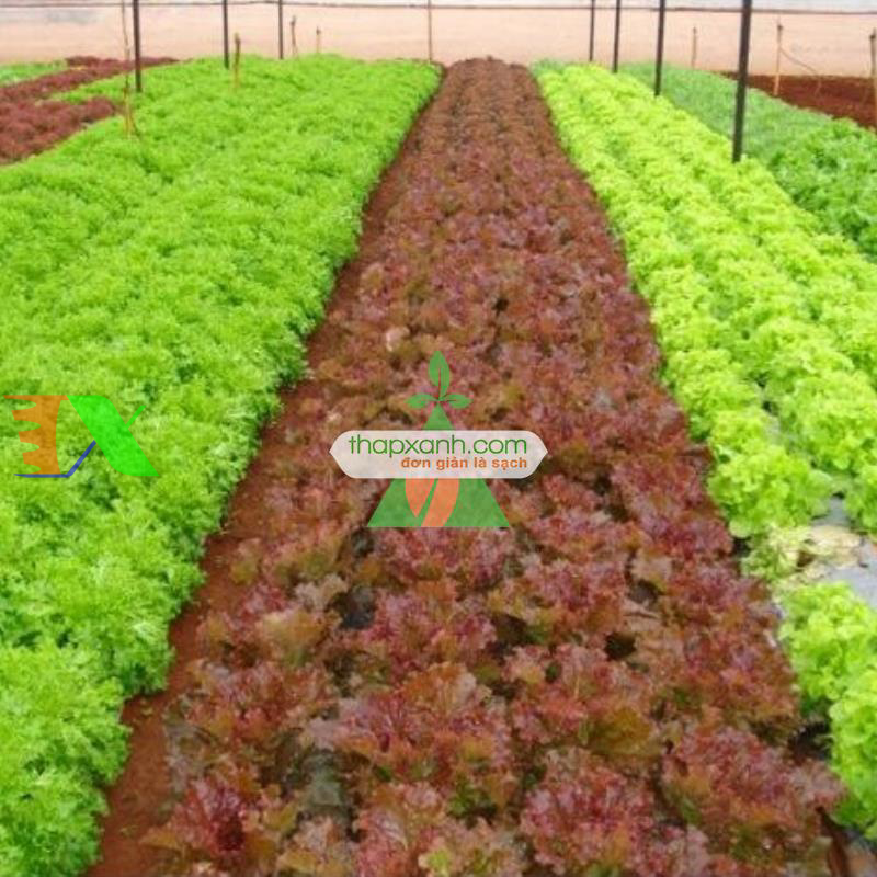 Hạt giống rau Xà Lách xoăn tím