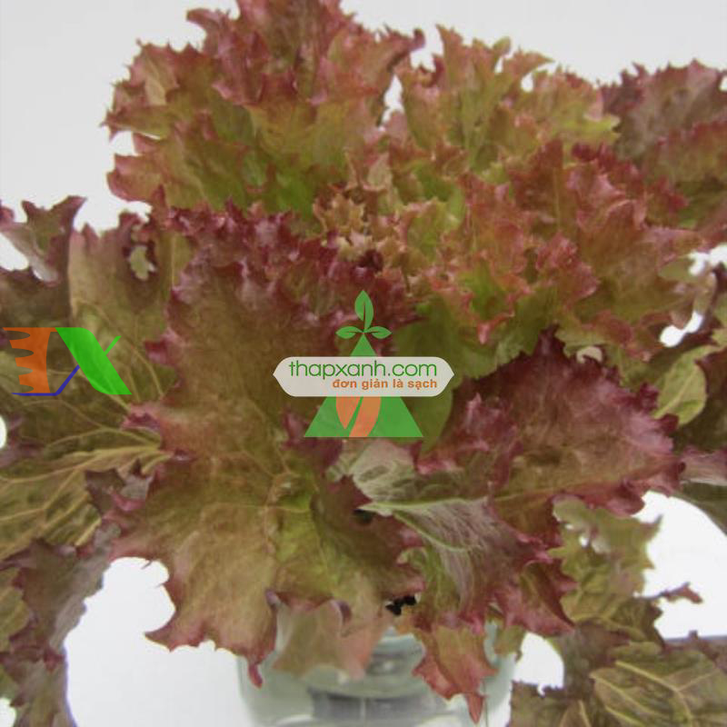 Hạt giống rau Xà Lách xoăn tím