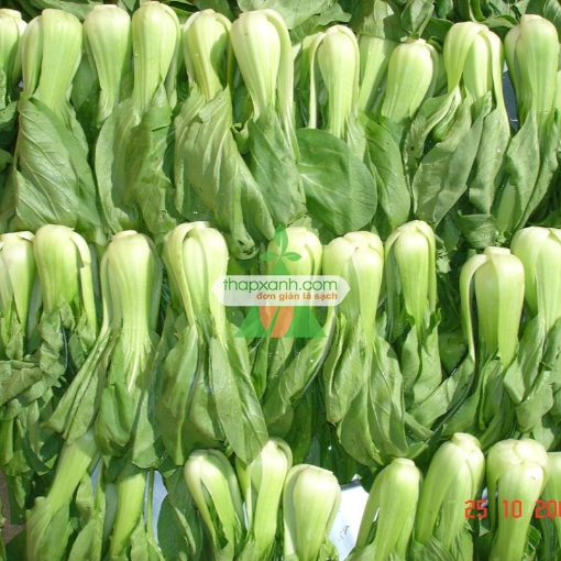 Picture of Hạt giống rau Cải Thìa (Cải chíp) Nga