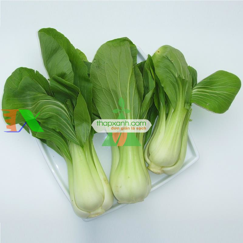 Hạt giống rau Cải Thìa (Cải chíp) Nga