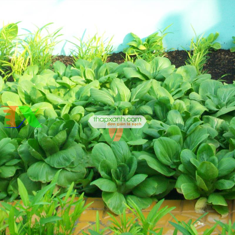 Hạt giống rau Cải Thìa (Cải chíp) Nga