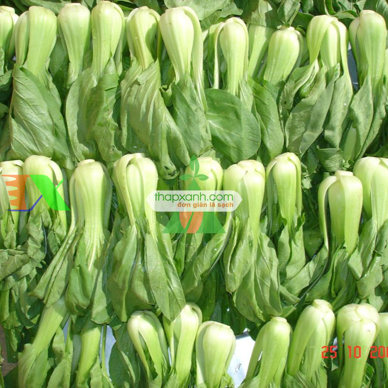 Hạt giống rau Cải Thìa (Cải chíp)