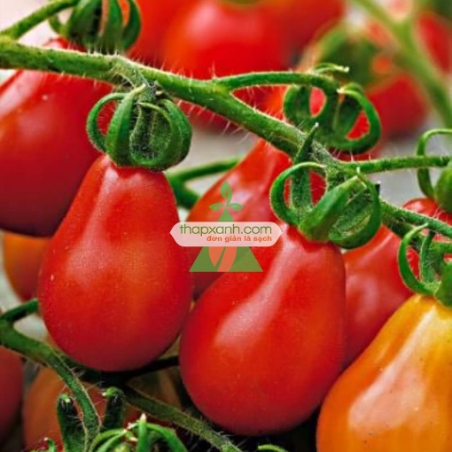Ảnh của Hạt giống Cà Chua Bi trái lê (đỏ)