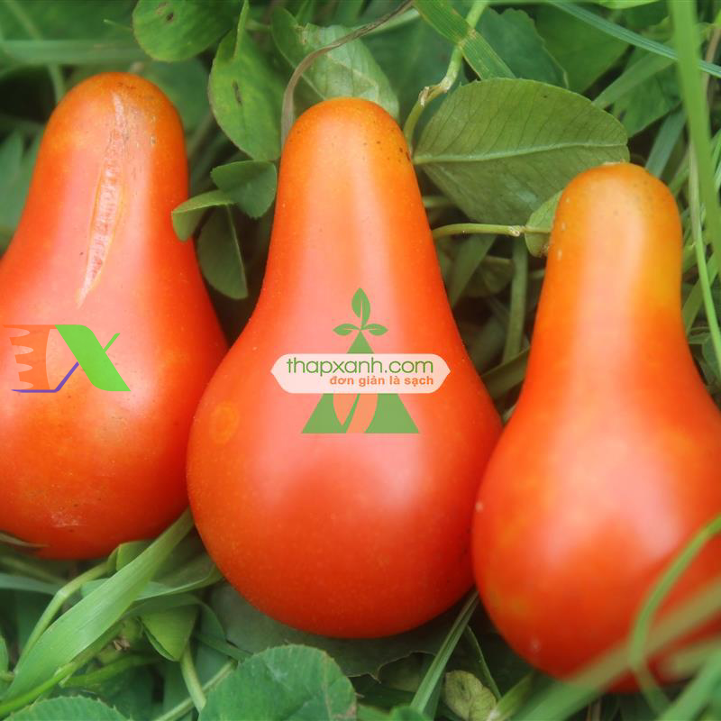 Hạt giống Cà Chua Bi trái lê