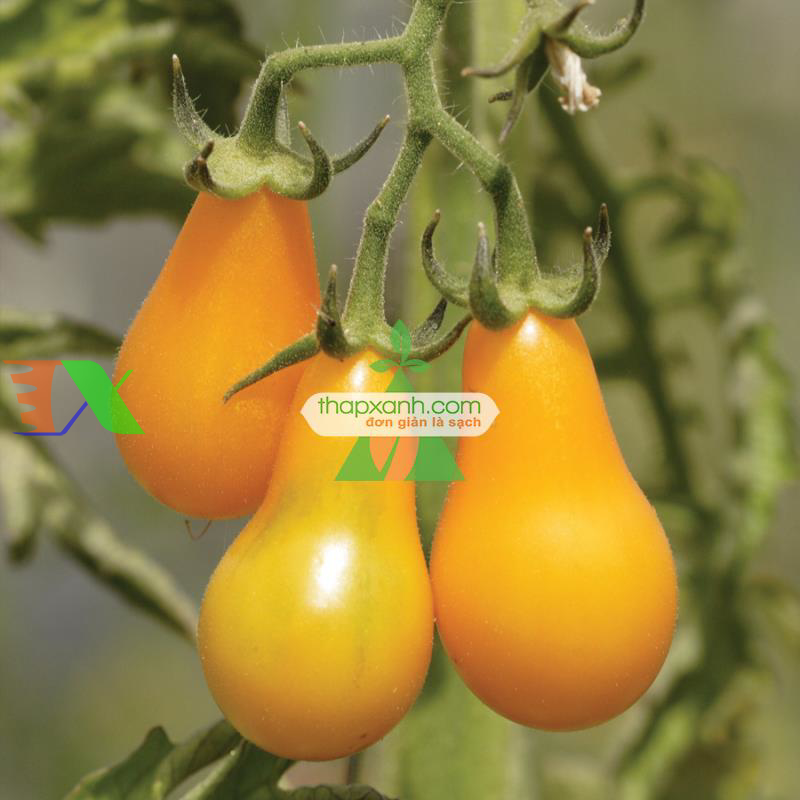 Hạt giống Cà Chua Bi trái lê