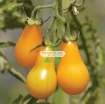 Ảnh của Hạt giống Cà Chua Bi trái lê (cam)