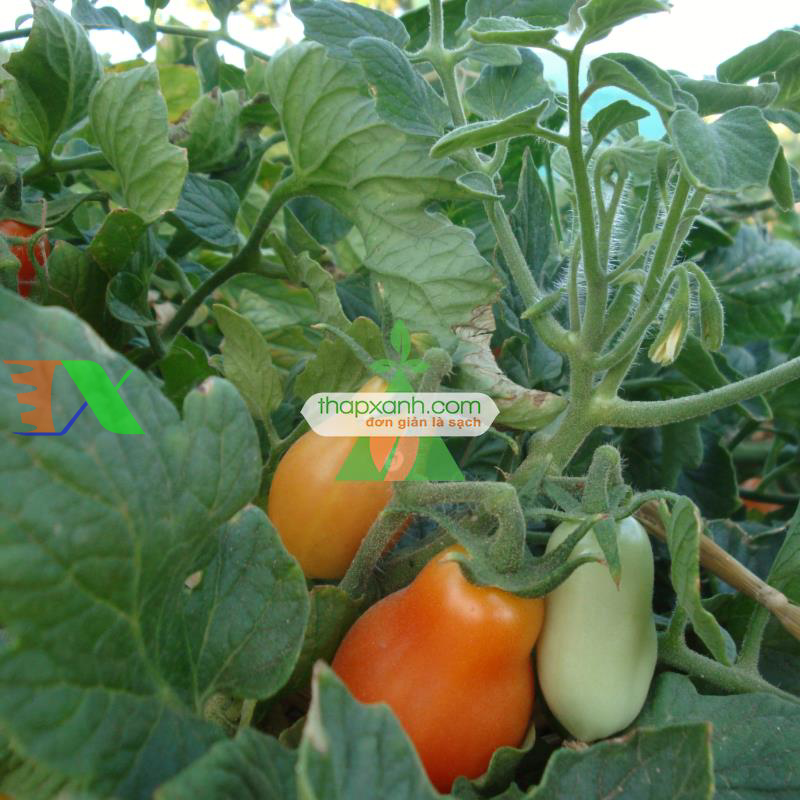 Hạt giống Cà Chua Bi trái lê