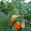Ảnh của Hạt giống Cà Chua Bi trái lê (cam)