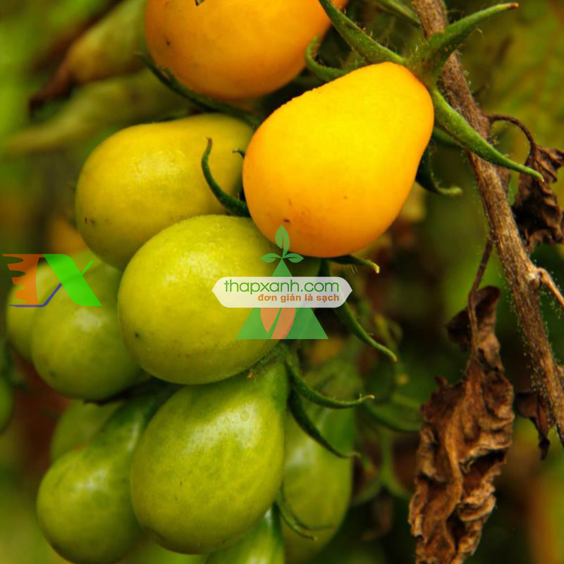 Hạt giống Cà Chua Bi trái lê (cam)
