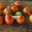 Ảnh của Hạt giống Cà Chua Bi trái lê (cam)