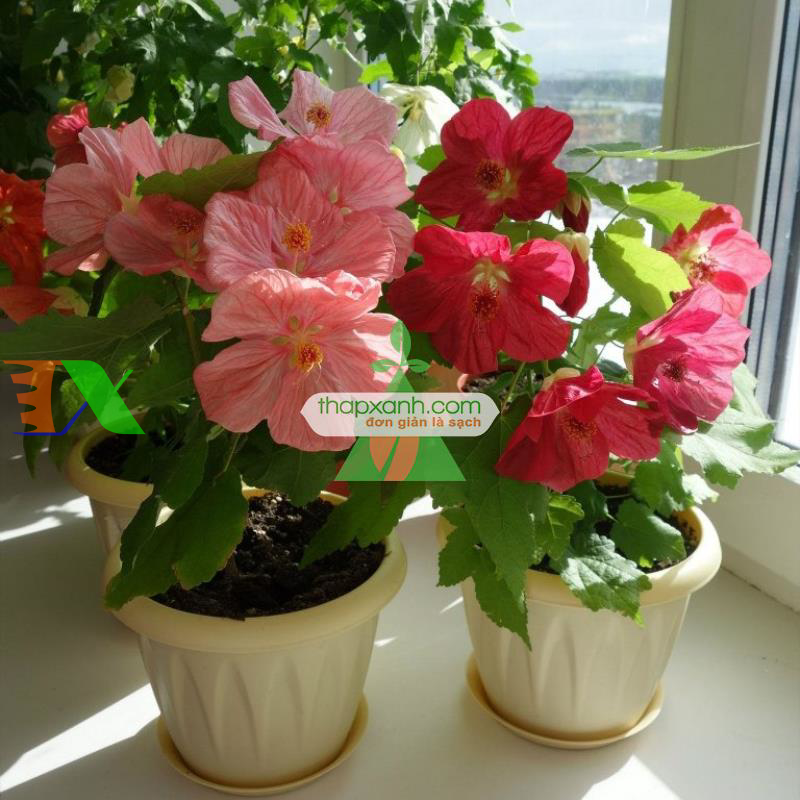 Hạt giống Hoa Cối Xay mix (Nga)