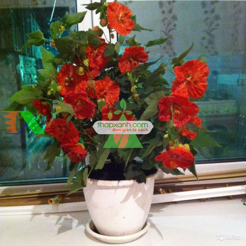 Hạt giống Hoa Cối Xay mix (Nga)