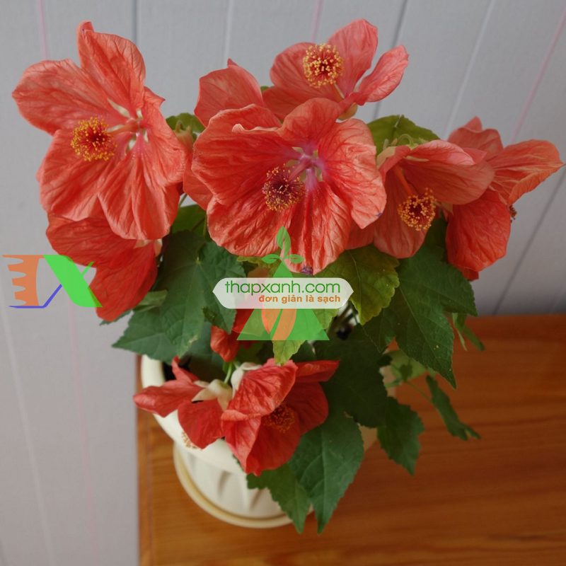 Hạt giống Hoa Cối Xay mix (Nga)