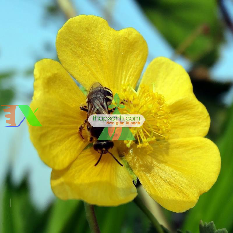 Hạt giống Hoa Cối Xay mix (Nga)