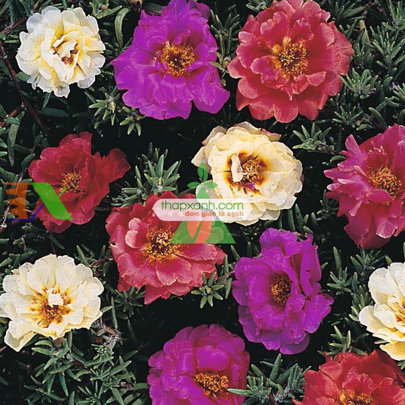 Hạt giống hoa Mười Giờ kép mix