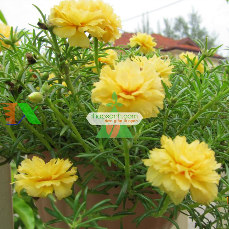 Hạt giống hoa Mười Giờ kép mix