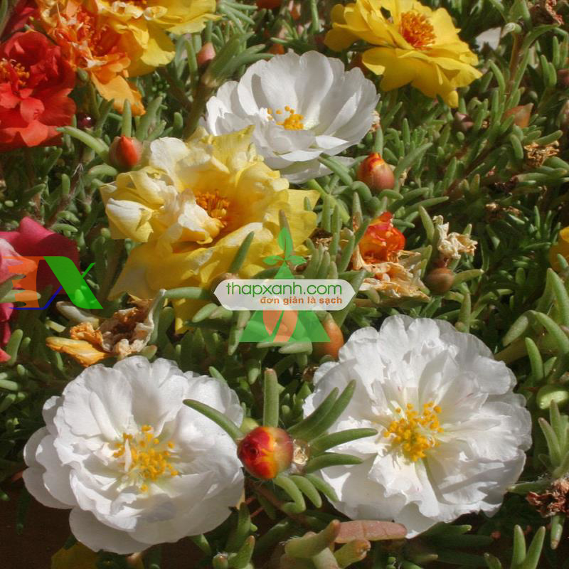 Hạt giống hoa Mười Giờ kép mix (Mỹ)