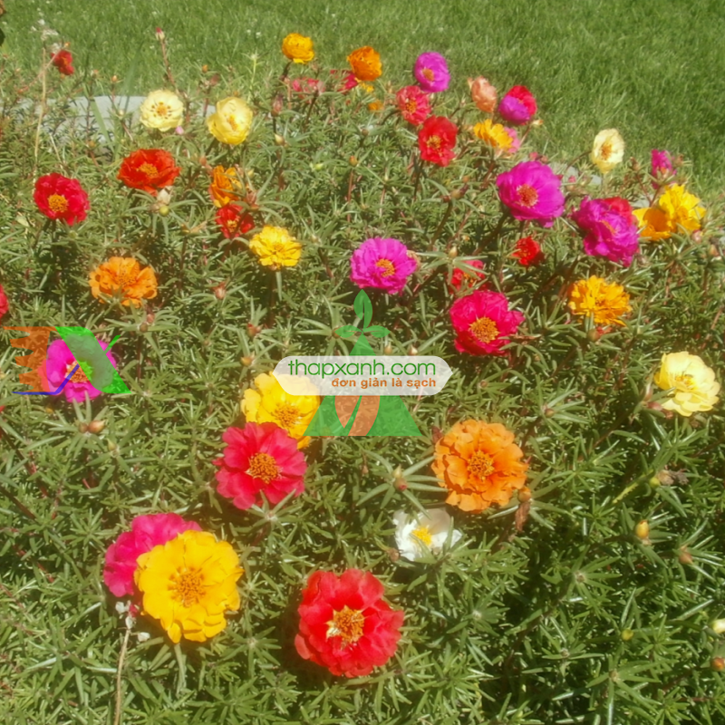 Hạt giống hoa Mười Giờ kép mix (Nga)