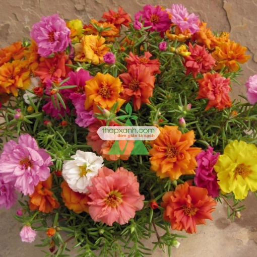 รูปภาพของ Hạt giống hoa Mười Giờ kép mix (Nga)