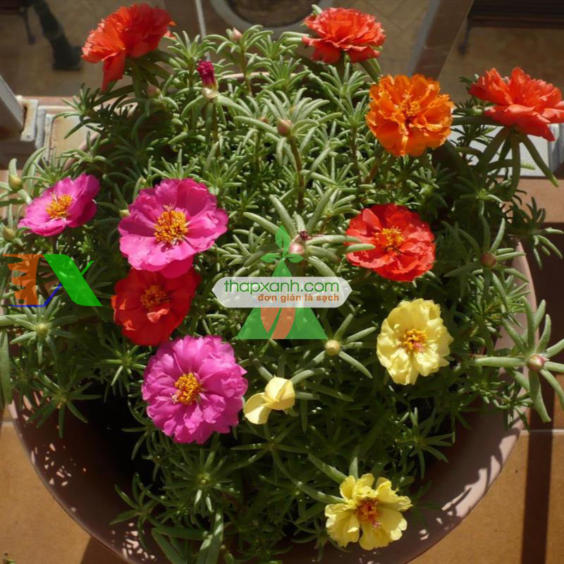 Hạt giống hoa Mười Giờ kép mix