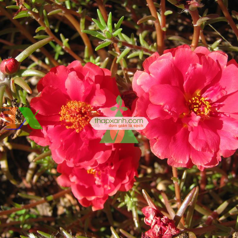 Hạt giống hoa Mười Giờ kép đỏ (Nga)