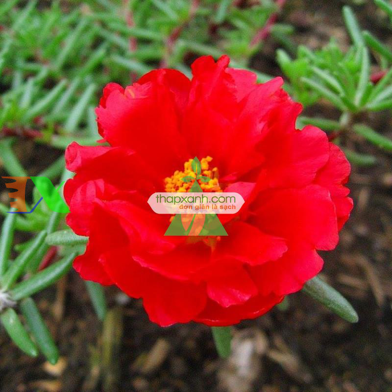 Hạt giống hoa Mười Giờ kép đỏ (Nga)