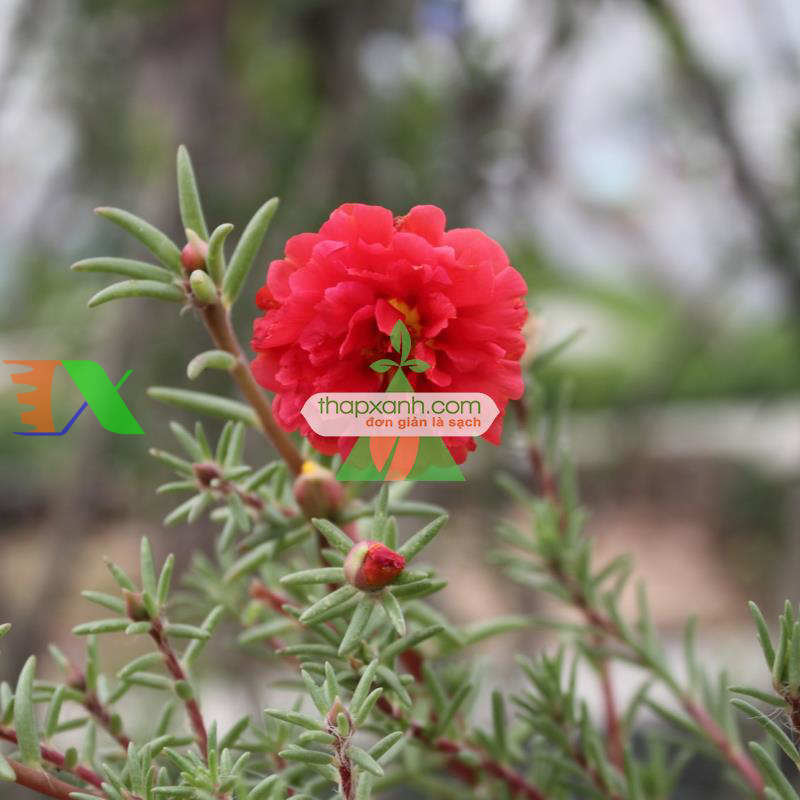 Hạt giống hoa Mười Giờ kép đỏ (Nga)