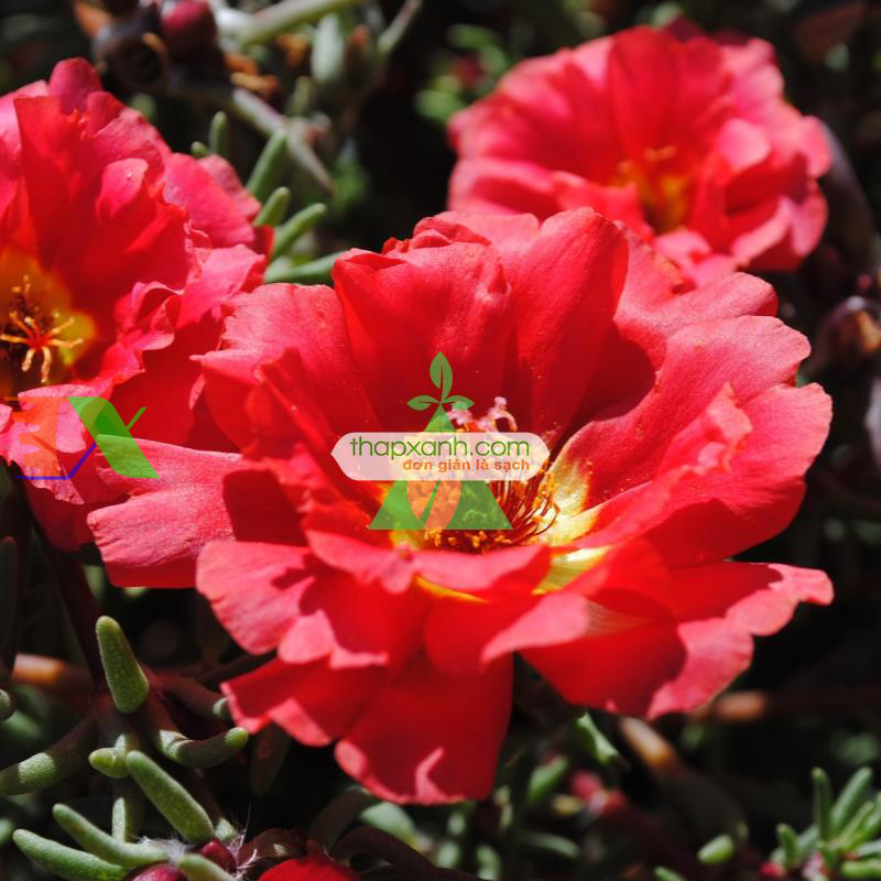 Hạt giống hoa Mười Giờ kép đỏ (Nga)