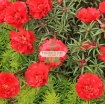 รูปภาพของ Hạt giống hoa Mười Giờ kép đỏ (Nga)