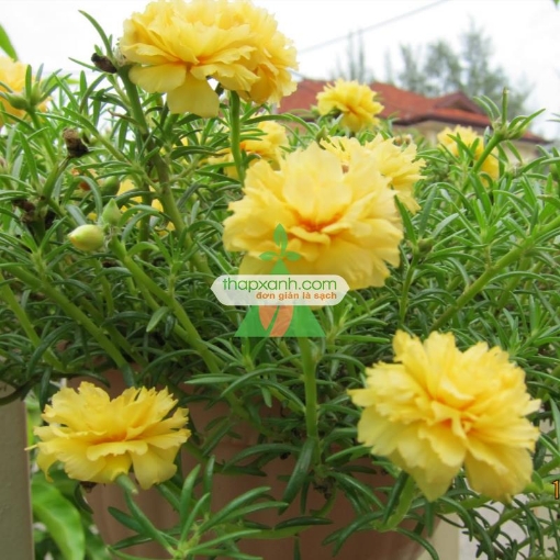 Ảnh của Hạt giống hoa Mười Giờ kép vàng (Nga)