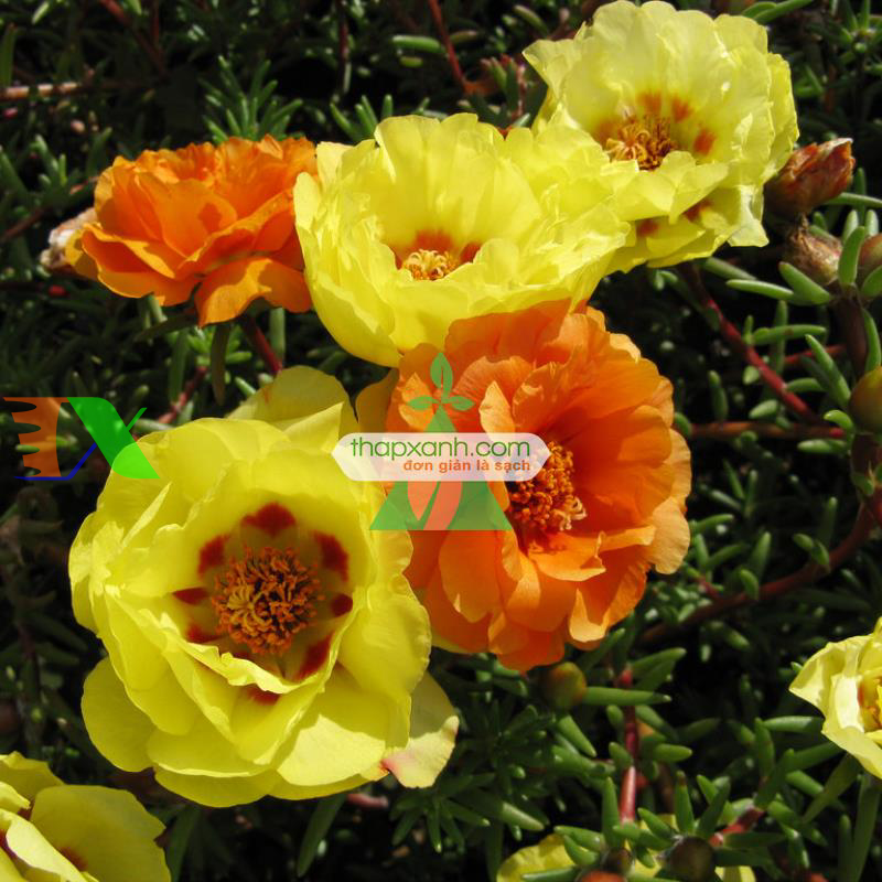 Hạt giống hoa Mười Giờ kép vàng (Nga)