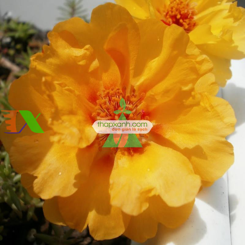 Hạt giống hoa Mười Giờ kép vàng (Nga)