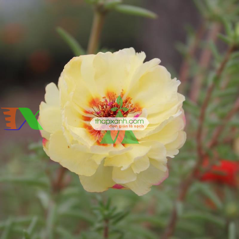 Hạt giống hoa Mười Giờ kép vàng (Nga)