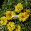 Ảnh của Hạt giống hoa Mười Giờ kép vàng (Nga)