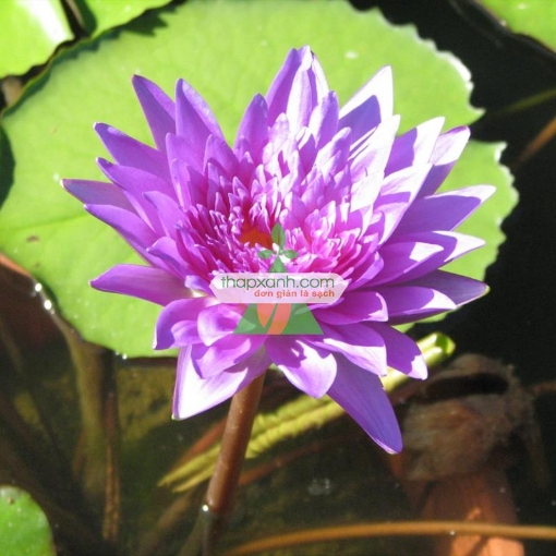 Ảnh của Cây hoa Súng Thái