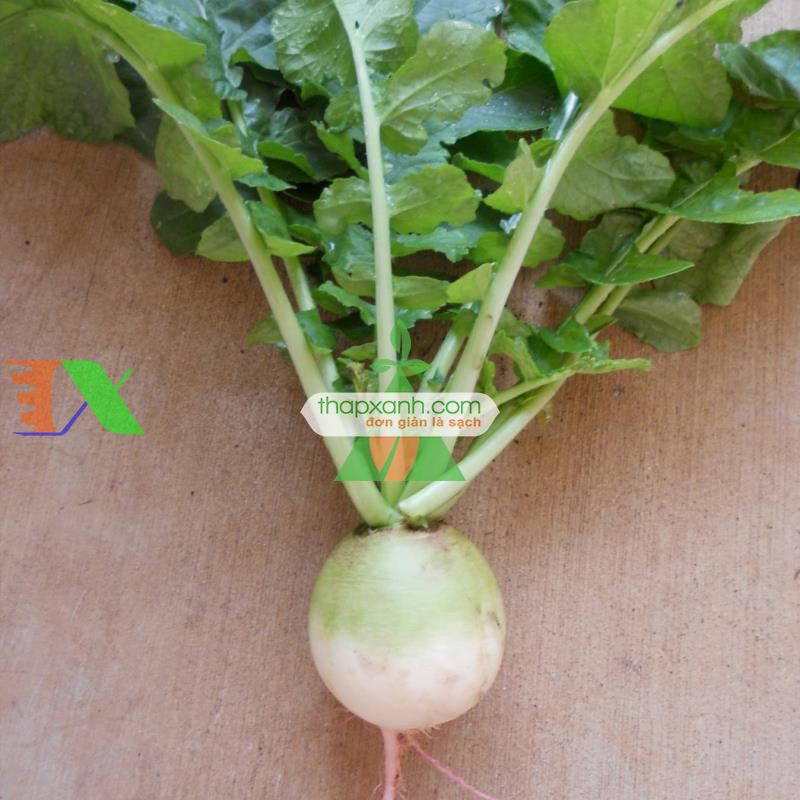 Hạt giống Củ cải Cherry xanh