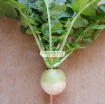 รูปภาพของ Hạt giống Củ cải tròn xanh