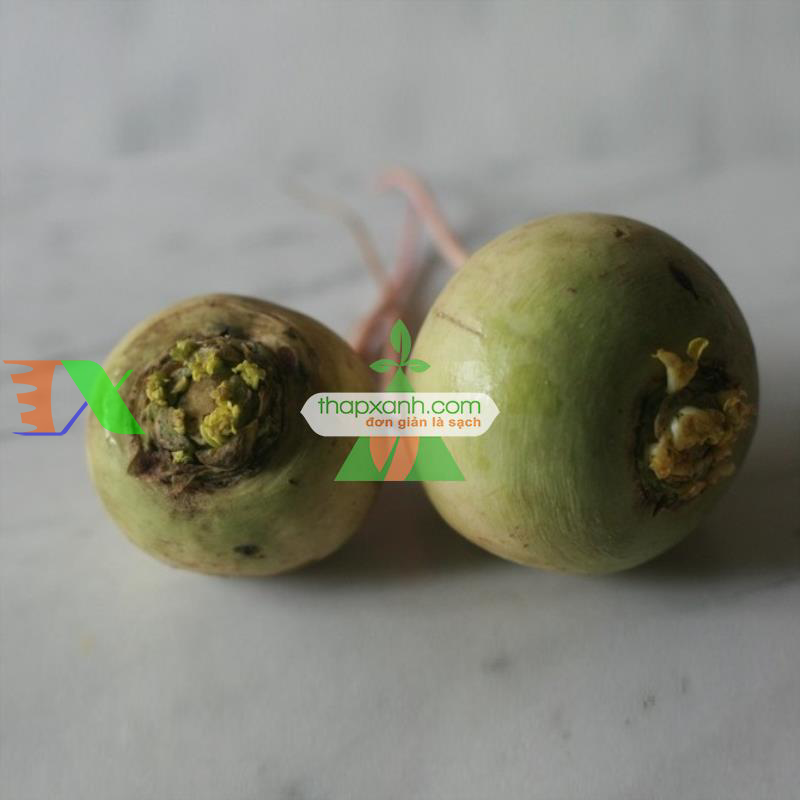 Hạt giống Củ cải Cherry xanh