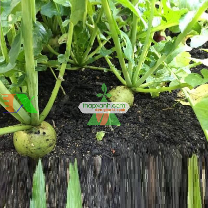 Hạt giống Củ cải Cherry xanh