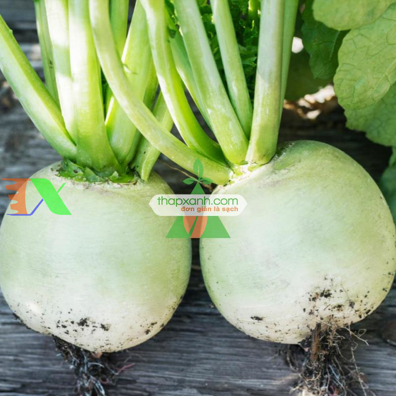 Hạt giống Củ cải Cherry xanh